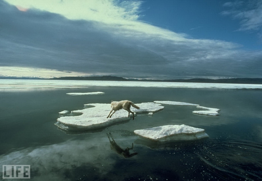 Прыжок одинокого волка (A Wolf’s Lonely Leap). Photo by Jim Brandenburg, 1986.
Борьба полярного волка за выживание на севере Канады.