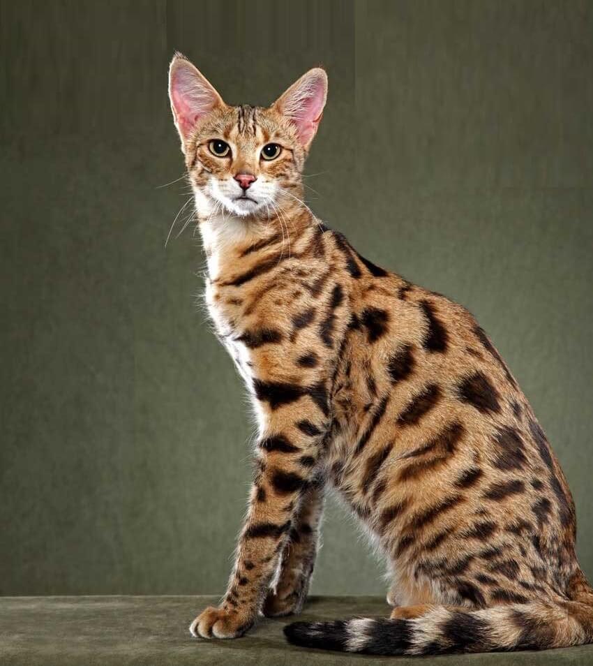 Кошка Саванна/Ашера. Умный взгляд раскосых глаз, грациозная походка, развитые охотничьи инстинкты и красивая шерсть — вот за что ценят Ашеру ее почитатели. Искусственно выведенная порода представляет собой смешение дикой кошки (сервала) и домашней. Она ничем не опасна для людей, просто более смышленая и свободолюбивая, чем ее собратья. Роскошная Саванна с пятнистым окрасом оценивается заводчиками в $14000-25000, в зависимости от возраста, родословной и половой принадлежности.