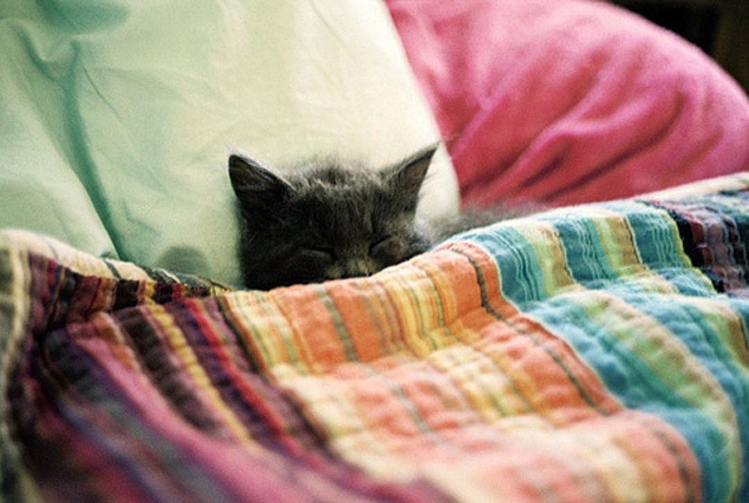 Котенок в постели