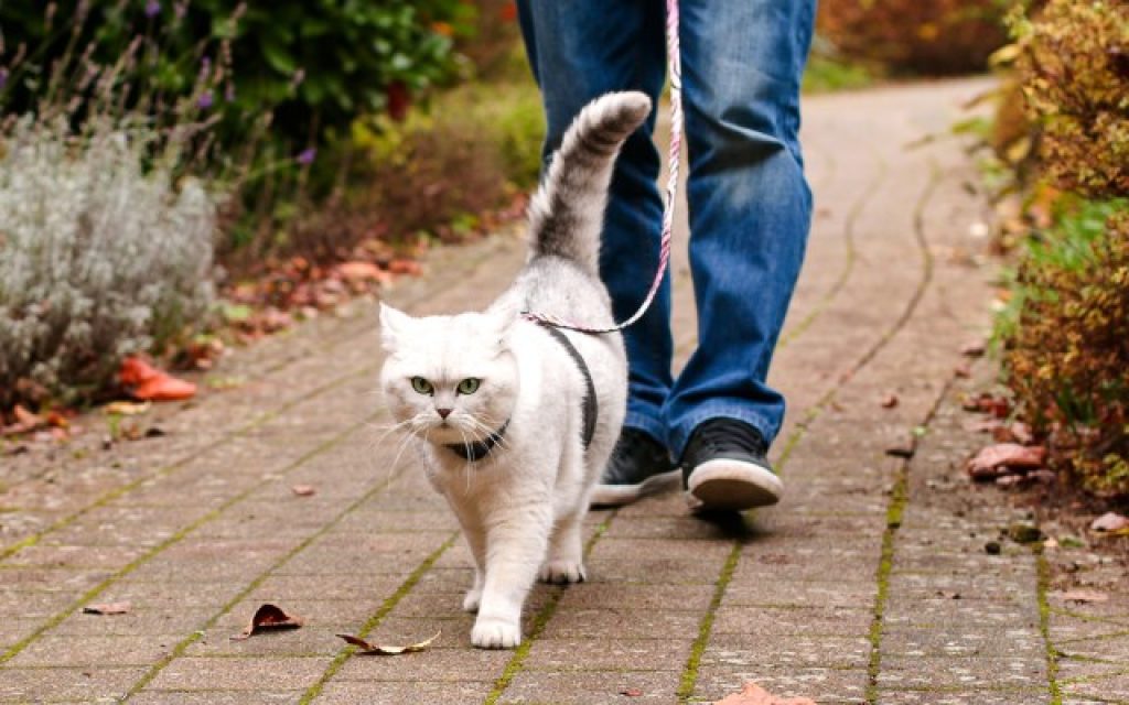 Кошки когда можно на улицу. Коты на поводке. Поводок для кота. Выгуливание кота. Кот на прогулке.