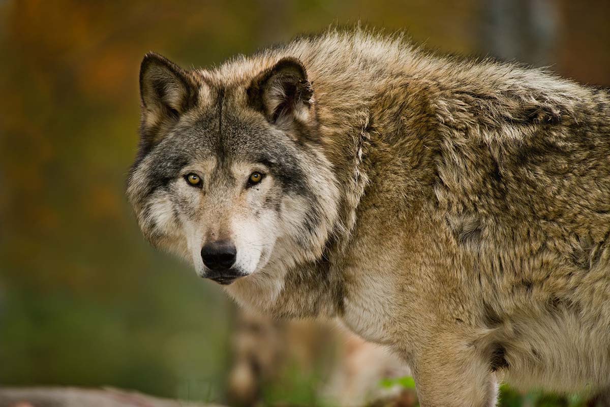 Волк — Википедия