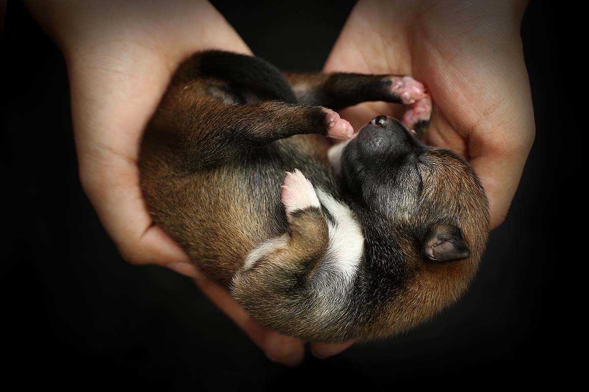Уход за собакой и новорожденными щенками после родов