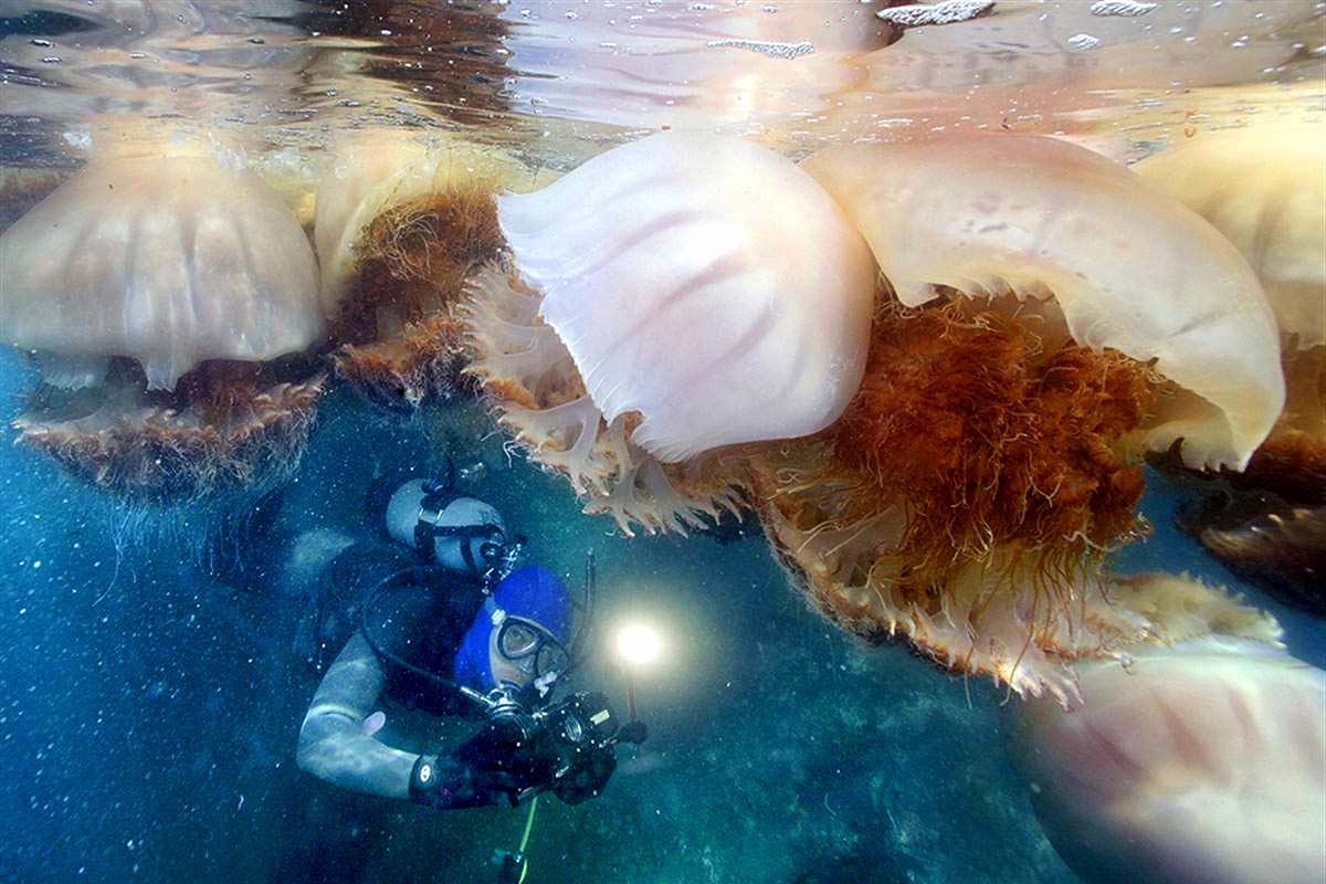 Арктическая медуза цианея и человек