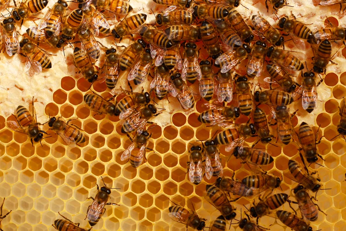 как моются пчелы
