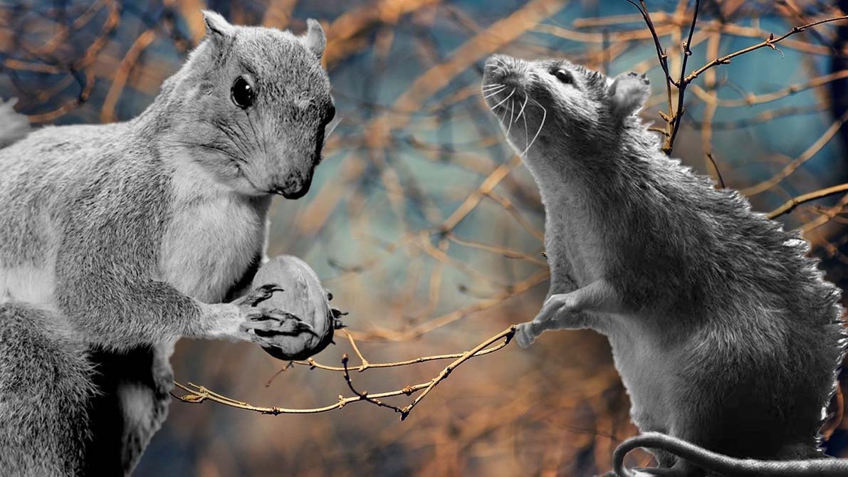 Давайте начистоту, белки — это всего лишь крысы, живущие на деревьях